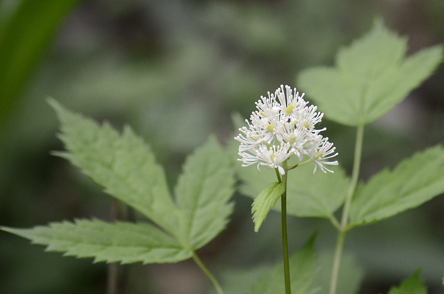 Actaea spicata / Barba di capra